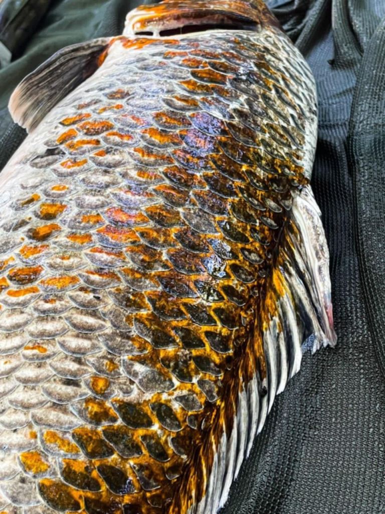 koi 2 La Gravière Sarthoise